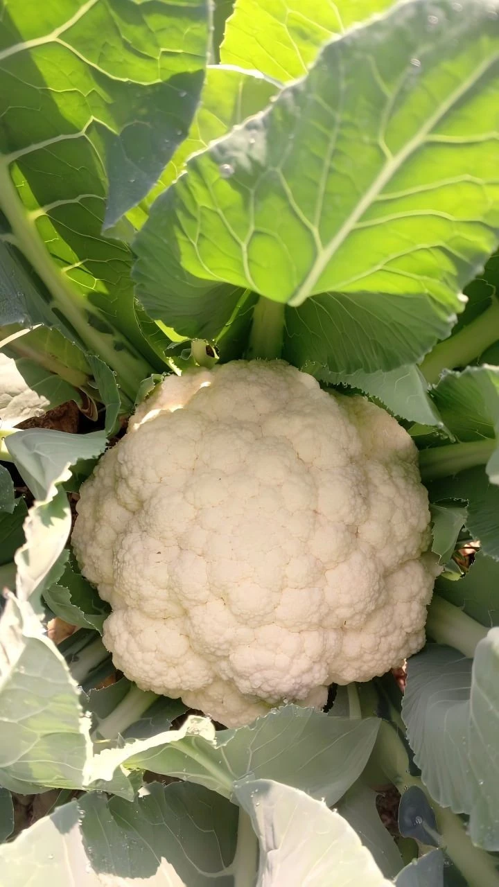 Green Cauliflower(PE-101) factory