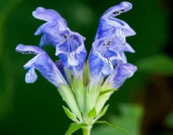 Moldavian Dragonhead Seeds (Dracocephalum moldavica) Blue Flower Aromatic Herb (D28101) 2