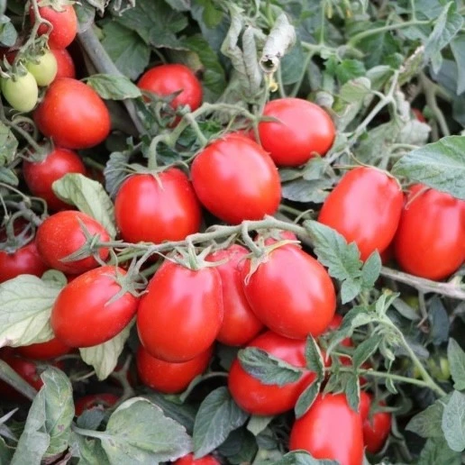 tomato seeds2